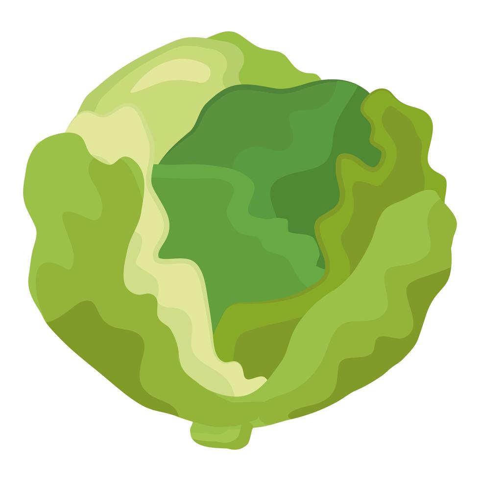 fresh green cabbage vegetable healthy food icon vector