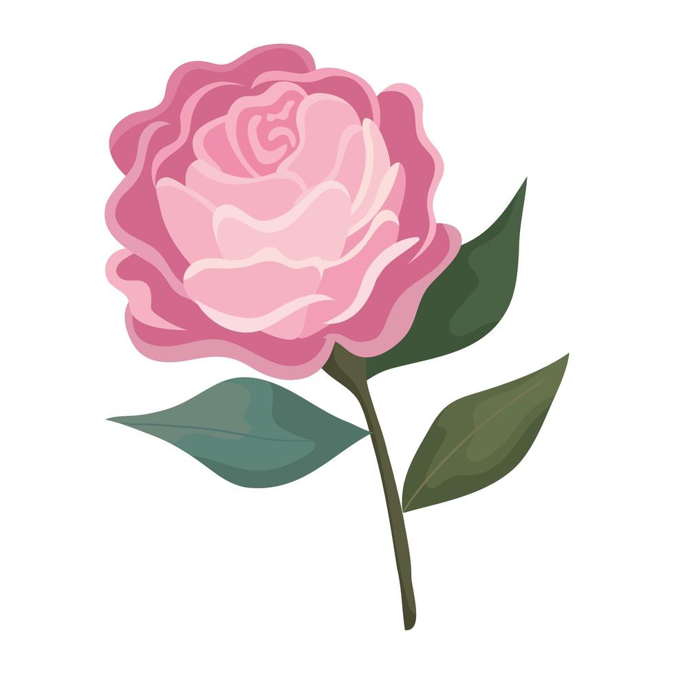 rose flower pink with leaves painting vector design
