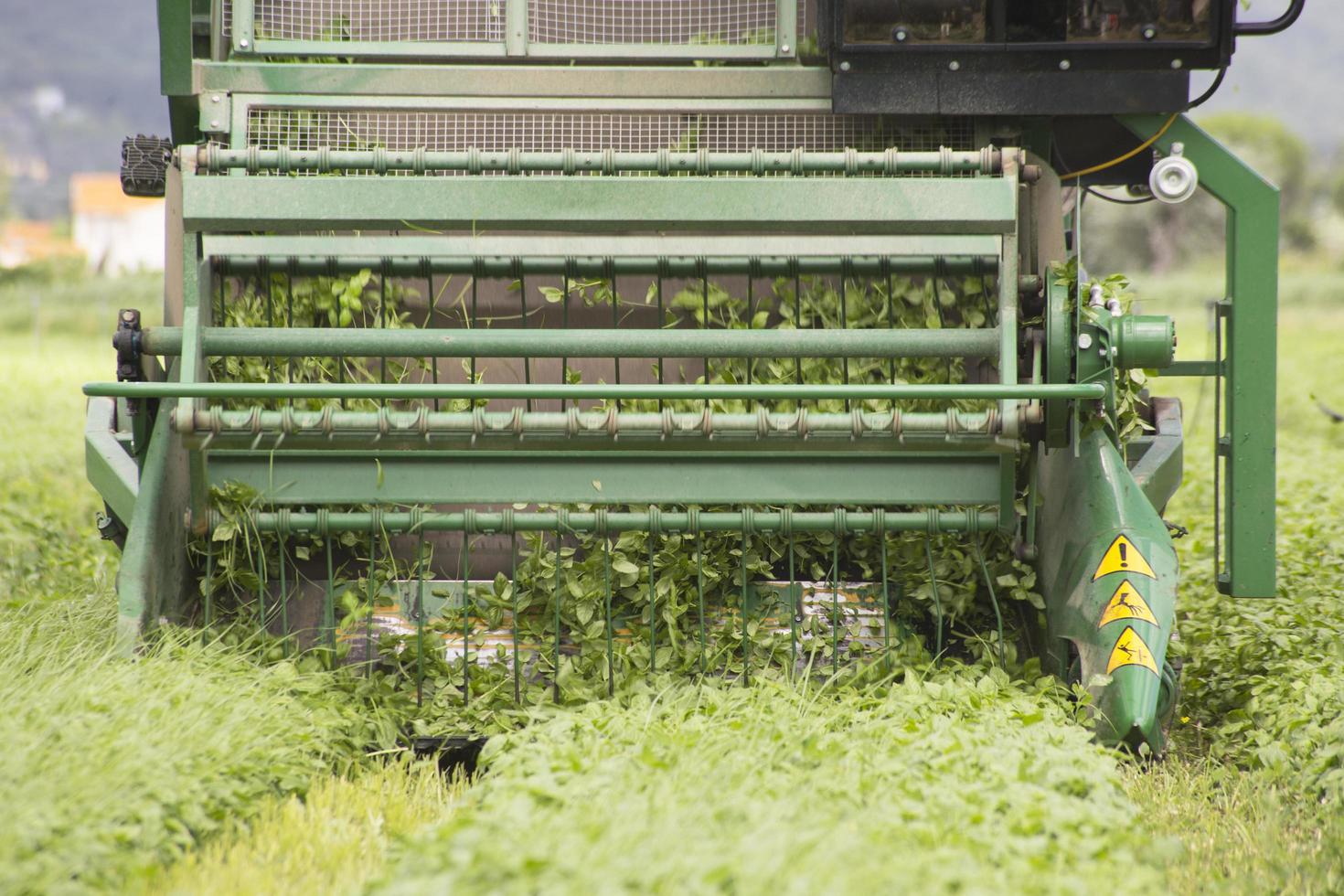 Basil being harvested by machine photo