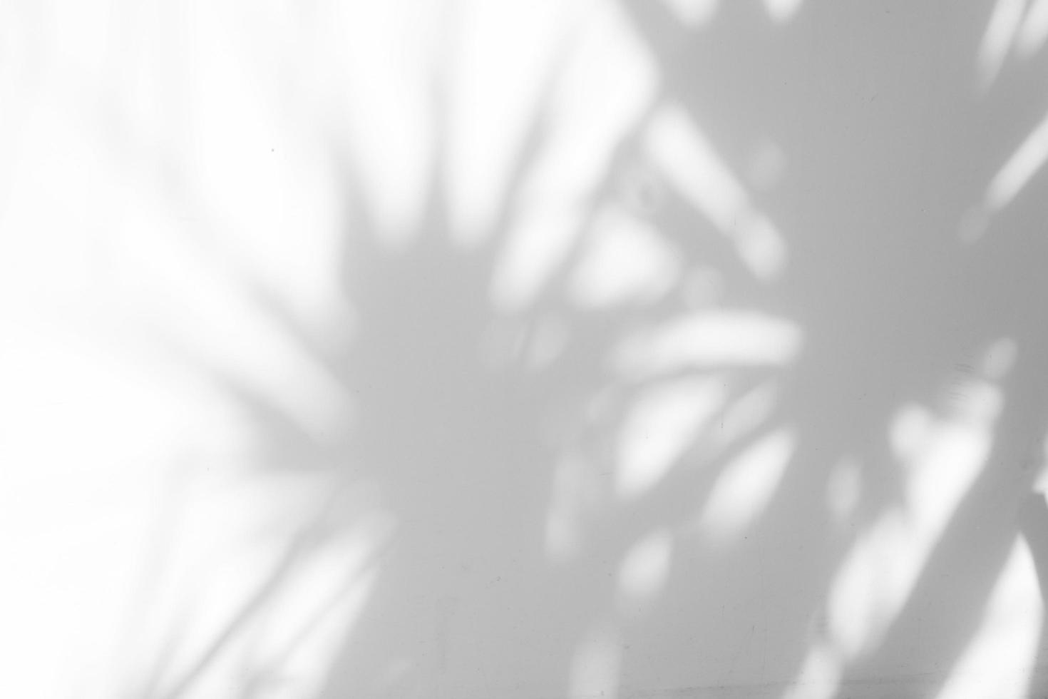 Shadow of leaves on white wall photo