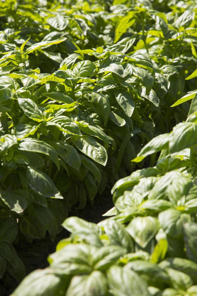 Close-up of a row of basil in Liguria region in Italy photo