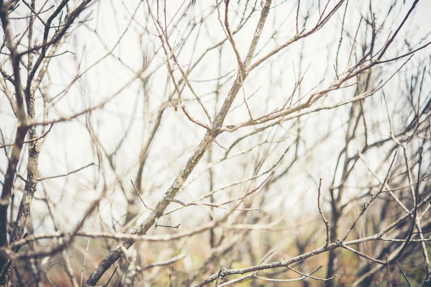 Image of dead branches and sun in the clouds photo