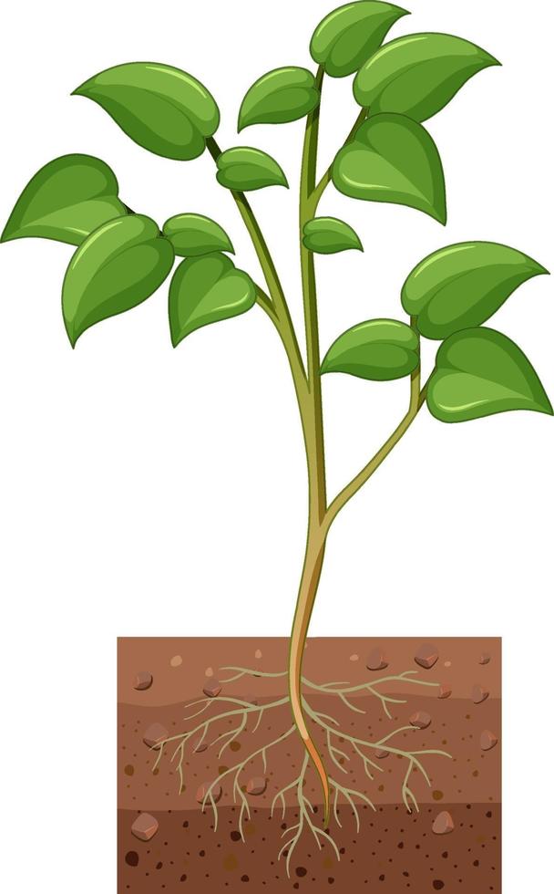 mostrando planta con raíces aisladas sobre fondo blanco vector