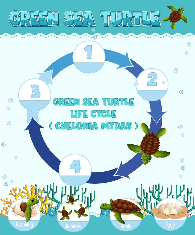 diagrama que muestra el ciclo de vida de la tortuga vector