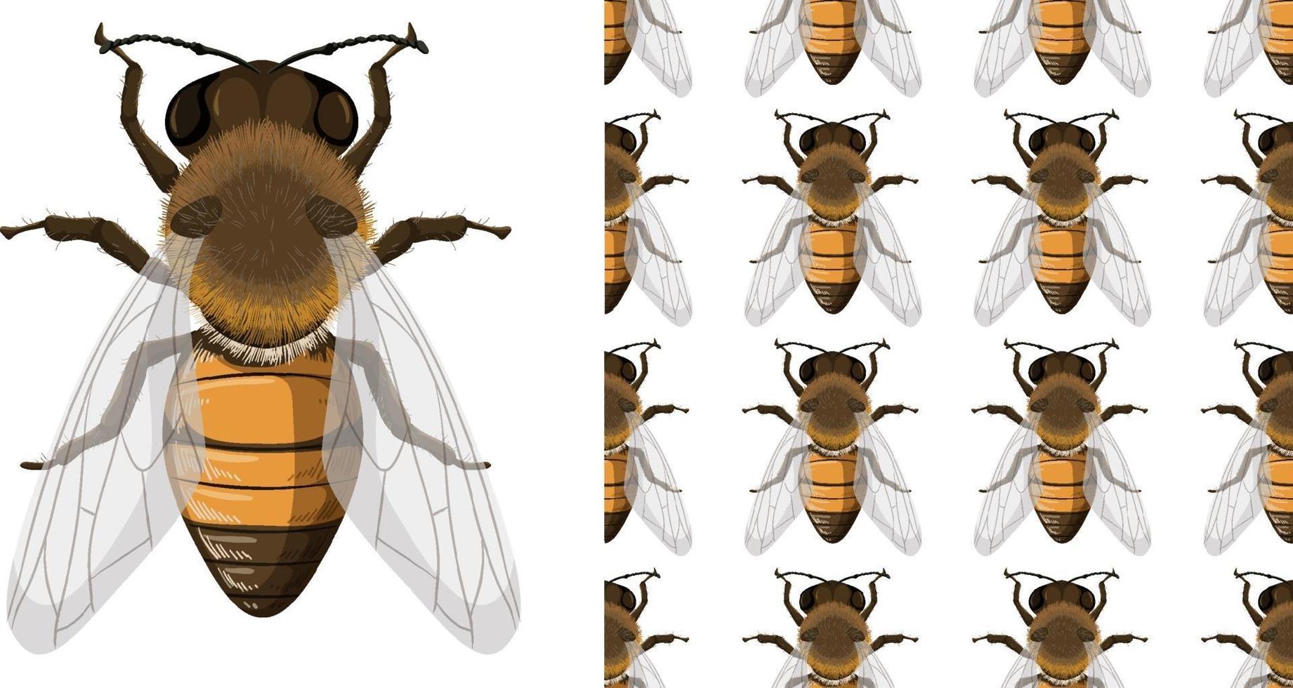 Honey bee and seemless background vector