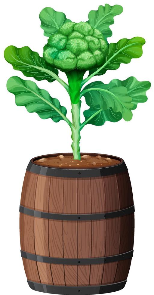 Broccoli with leaves in wooden pot isolated on white background vector