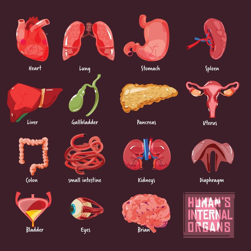 Human internal organs collection vector