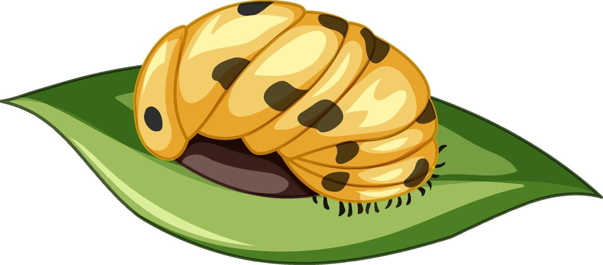 A ladybug Pupa stage on white background vector