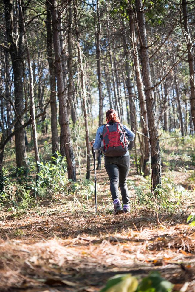 Parte trasera de las mujeres de senderismo con mochila a través de un bosque de pinos foto