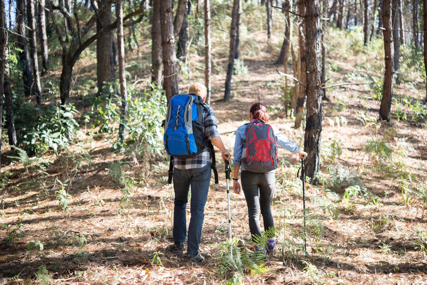 pareja de excursionistas mochileros en el bosque de pinos foto