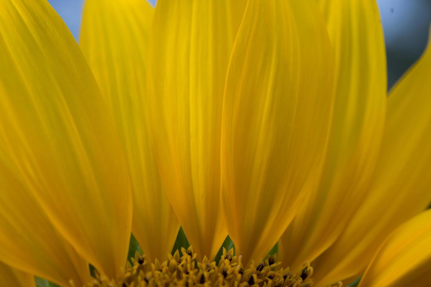 Close-up of a sunflower photo