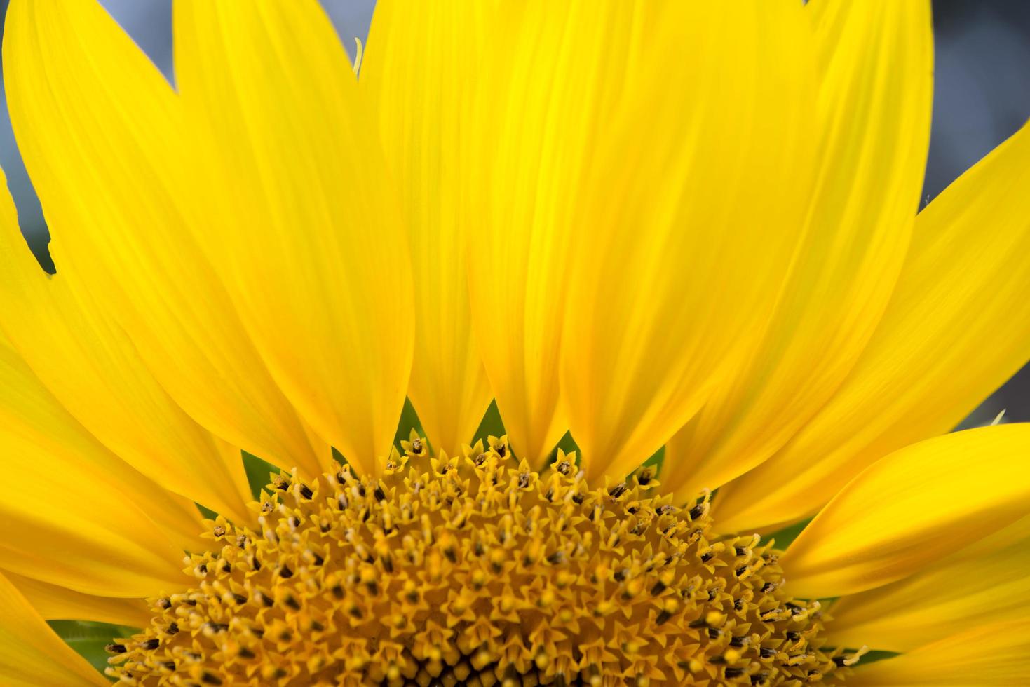 Close-up of a sunflower photo