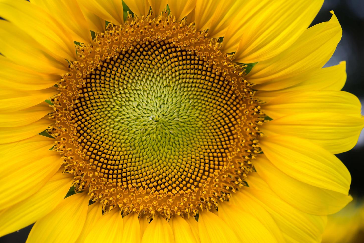 primer plano de la mitad de un girasol foto