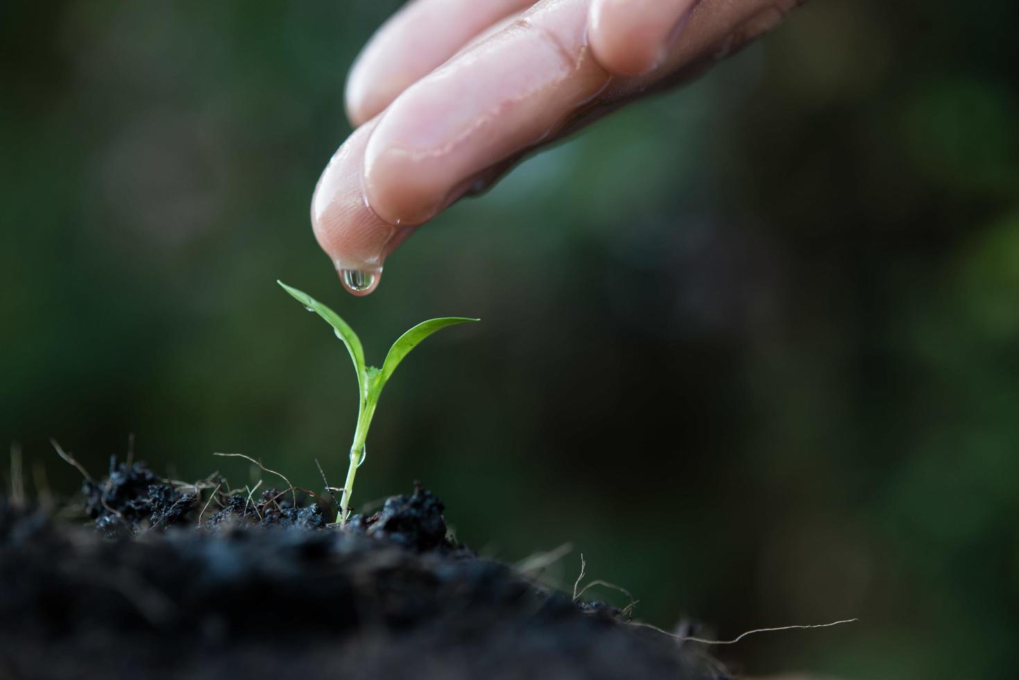 Close up of young sprout growing photo