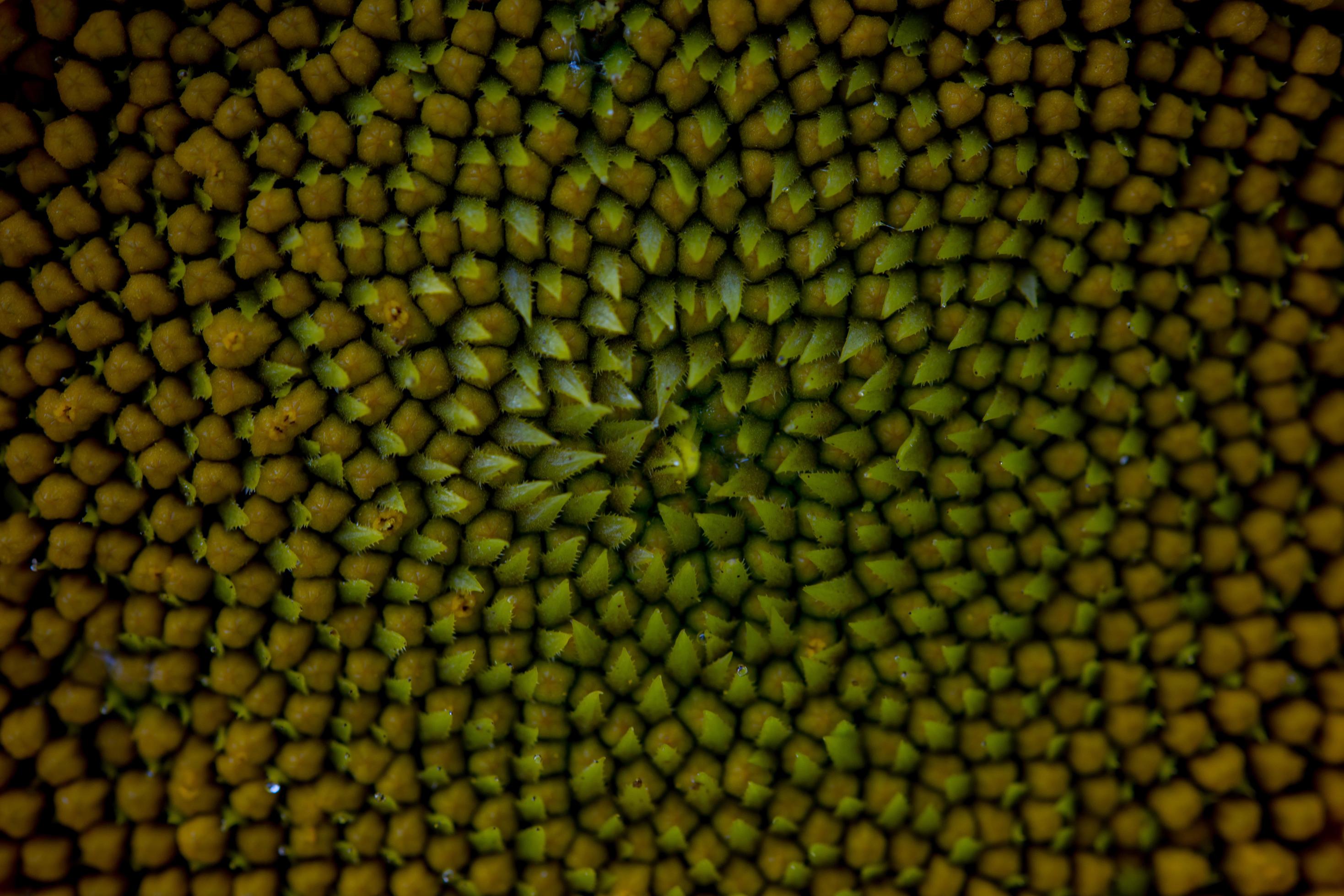 Close-up middle of a sunflower photo