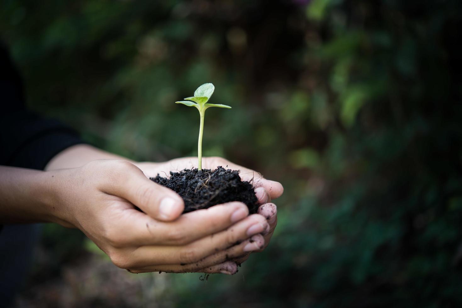 Cerca de brotes jóvenes creciendo foto