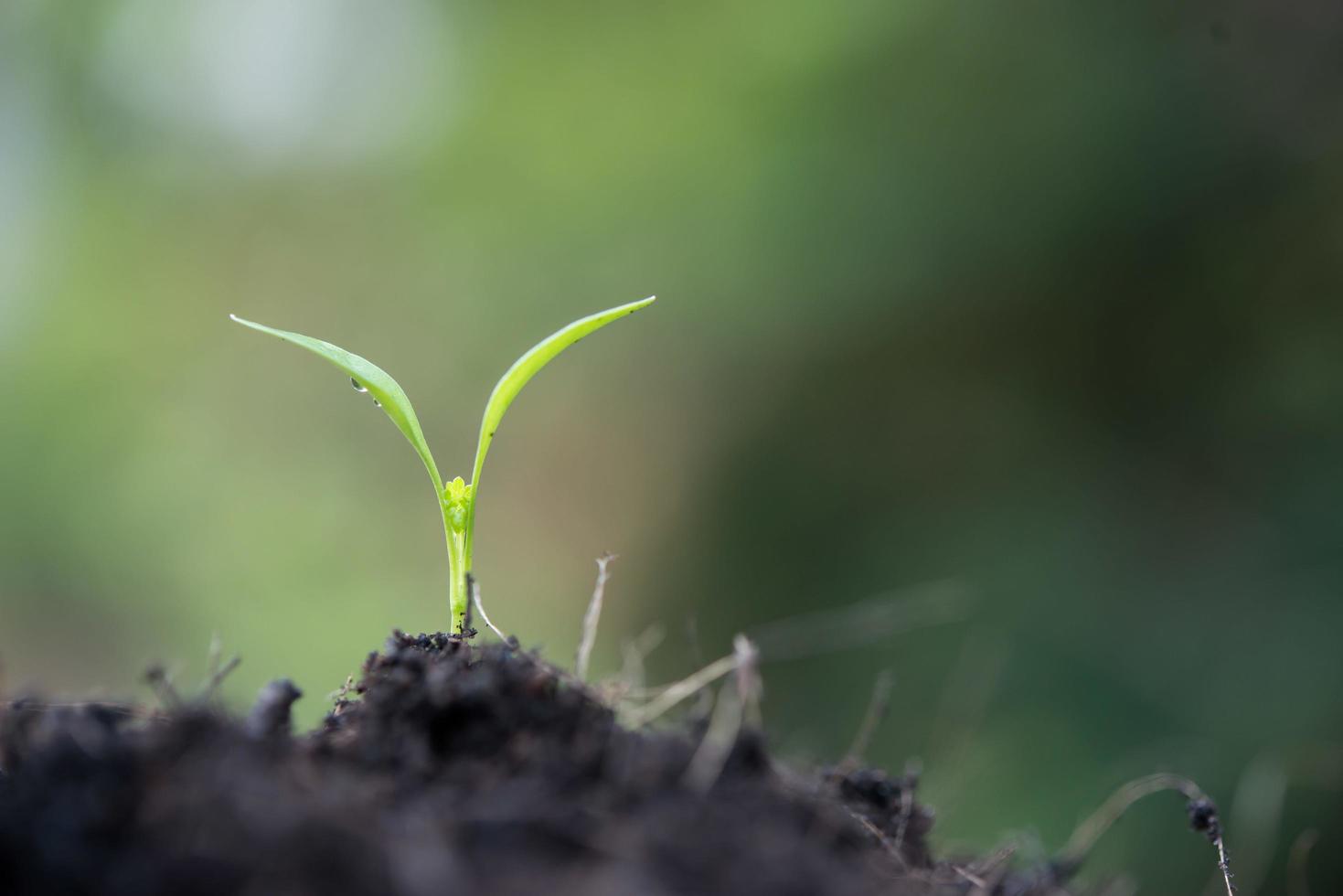 Close-up of a young sprout growing photo