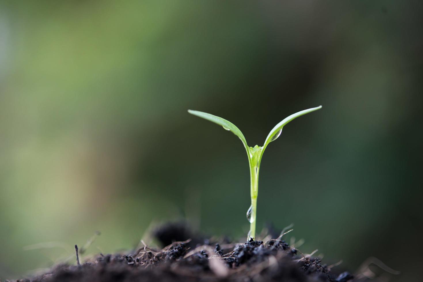 primer plano, de, un, joven, brote, crecer foto