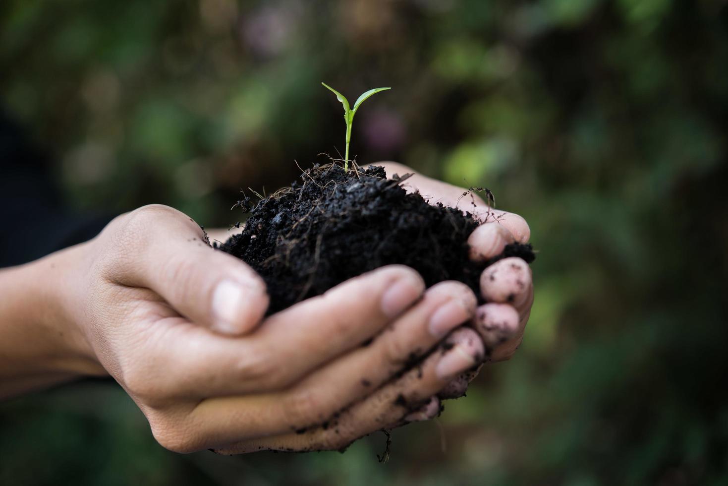 Close up of young sprout growing photo