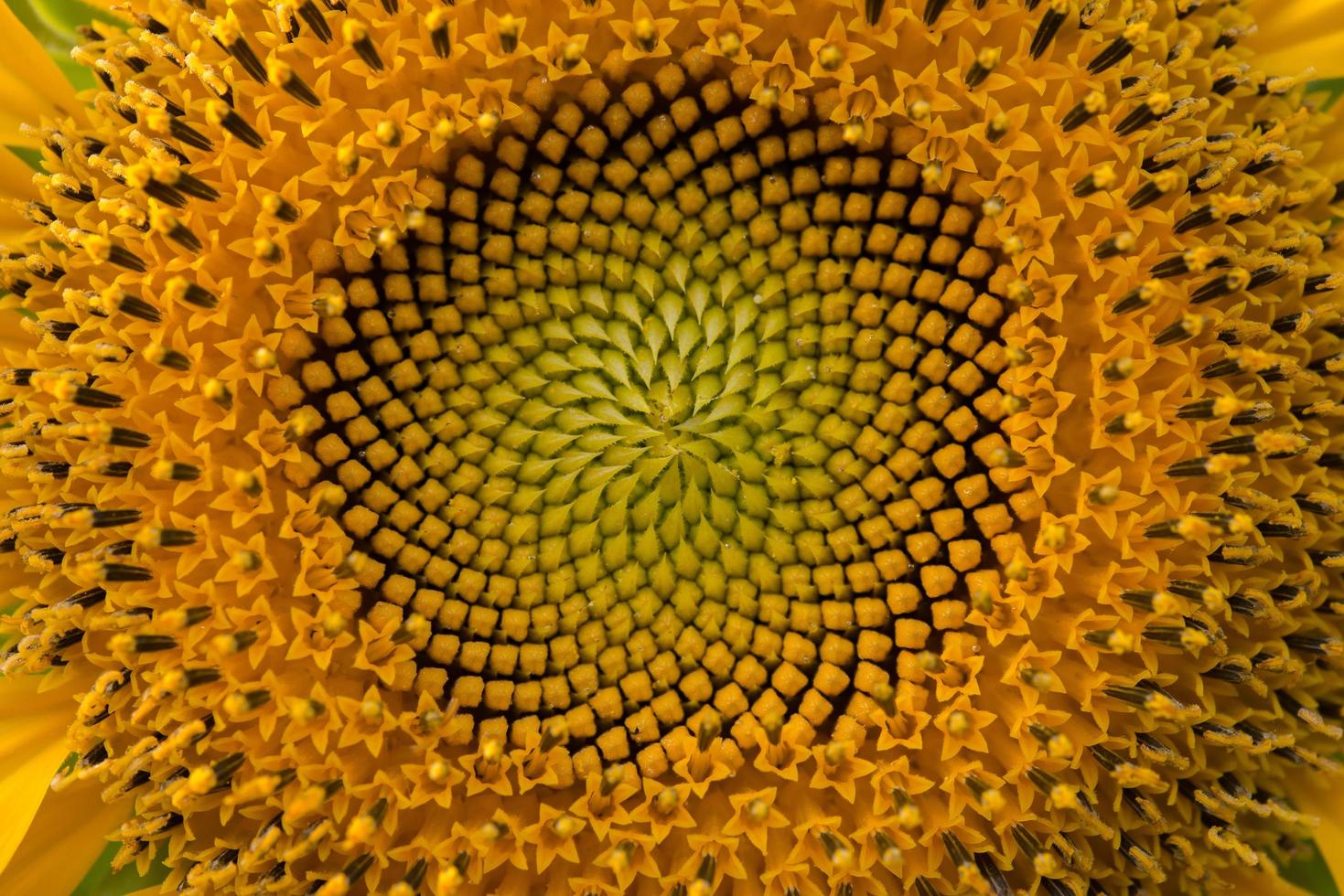 primer plano de la mitad de un girasol foto