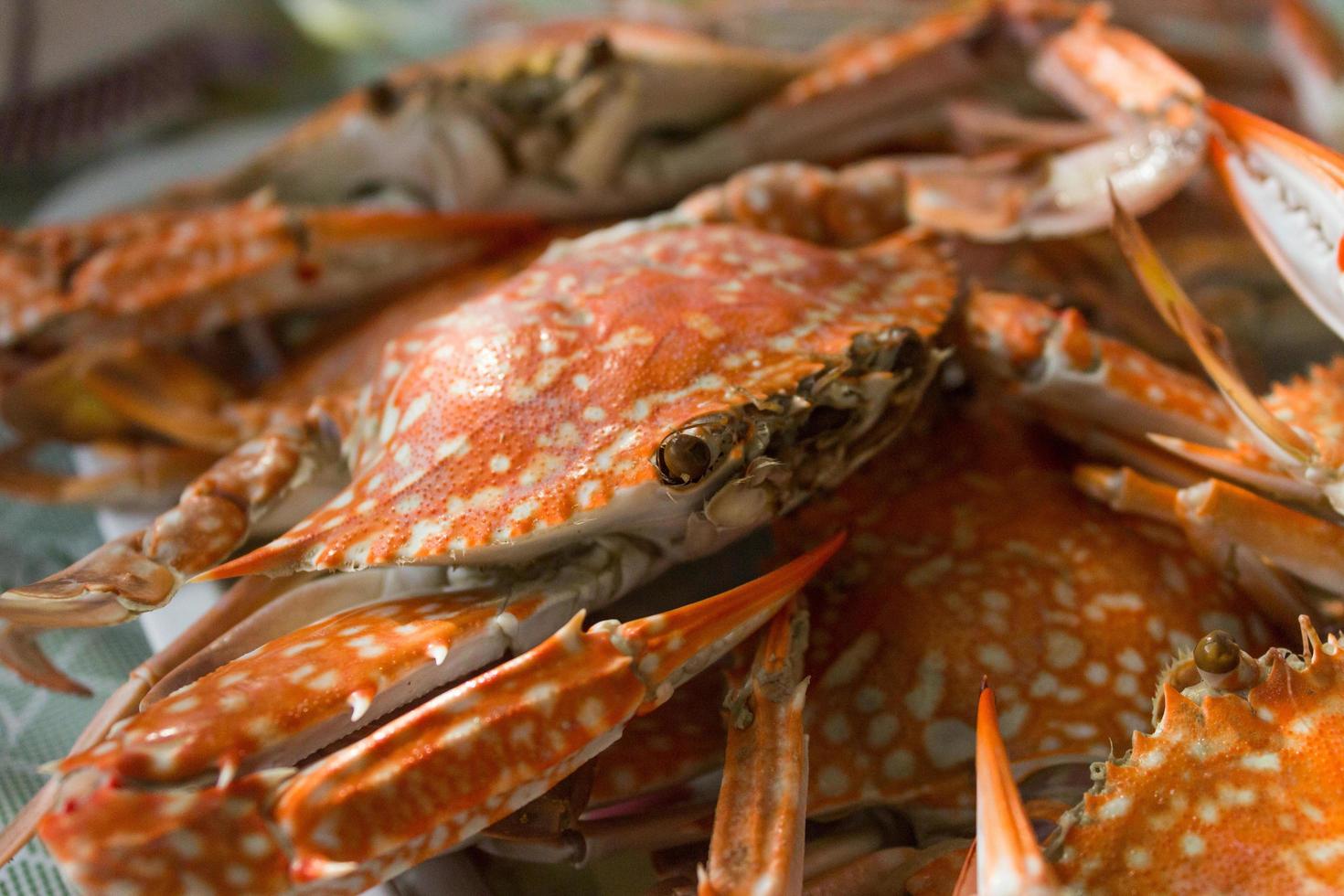 Steamed crabs on plate photo