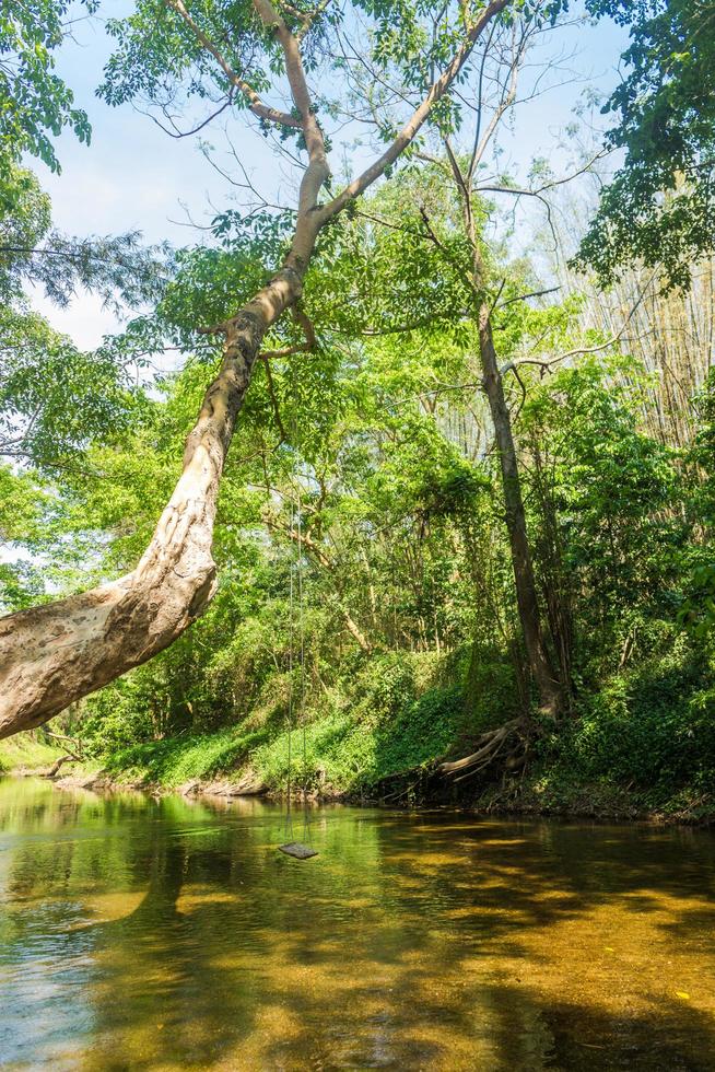 río y bosque en tailandia foto
