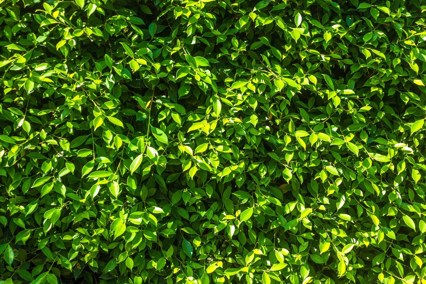 Muro de arbustos verdes para textura o fondo foto