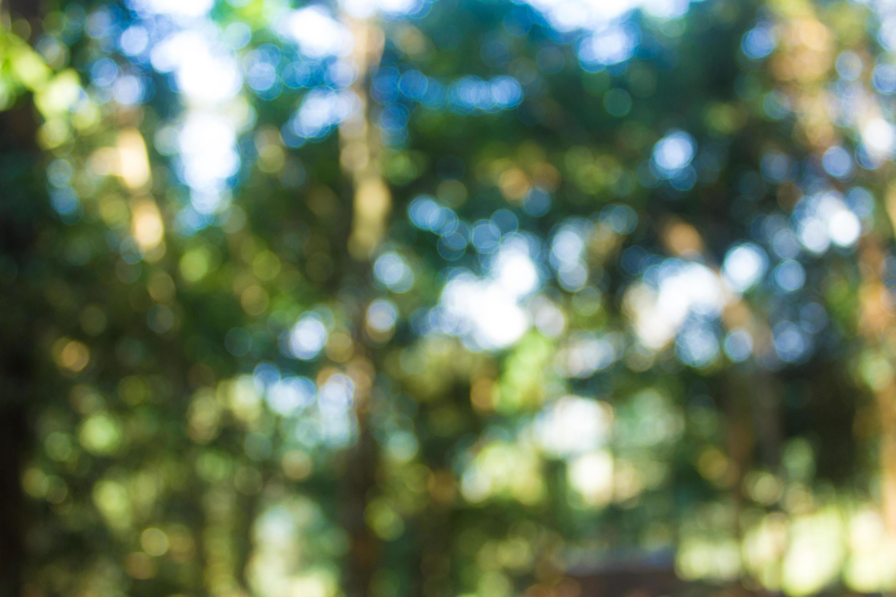 Abstract bokeh blur green tree in forest background. 1954956 Stock Photo at  Vecteezy