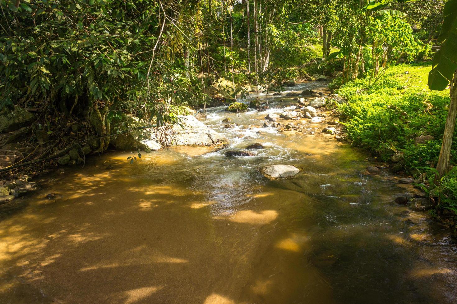 río y rocas en el bosque. foto