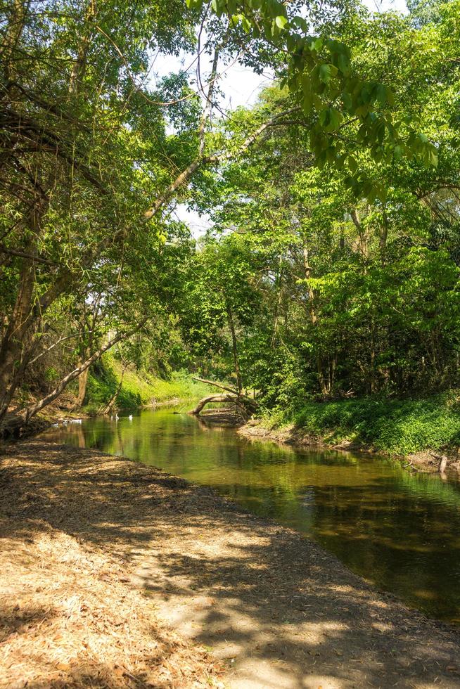 río y bosque en tailandia foto