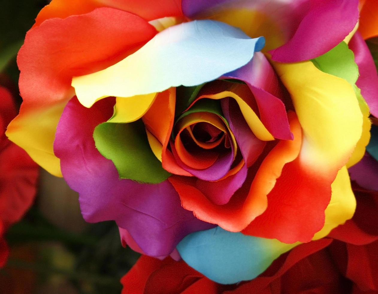 Rainbow colored rose photo