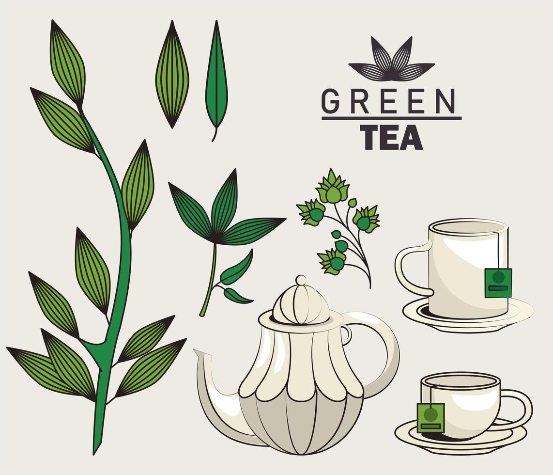 green tea lettering poster with utensils and leaves vector