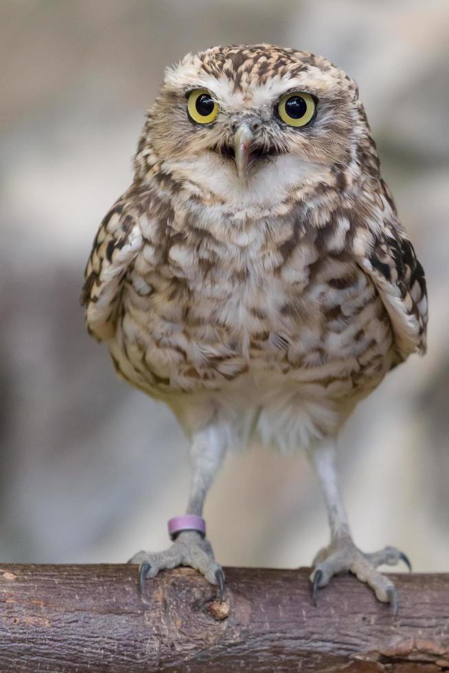 Burrowing owl on log photo