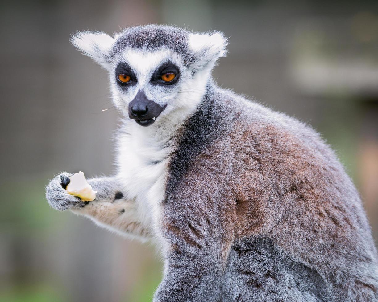 Lemur eating fruit facing camera photo