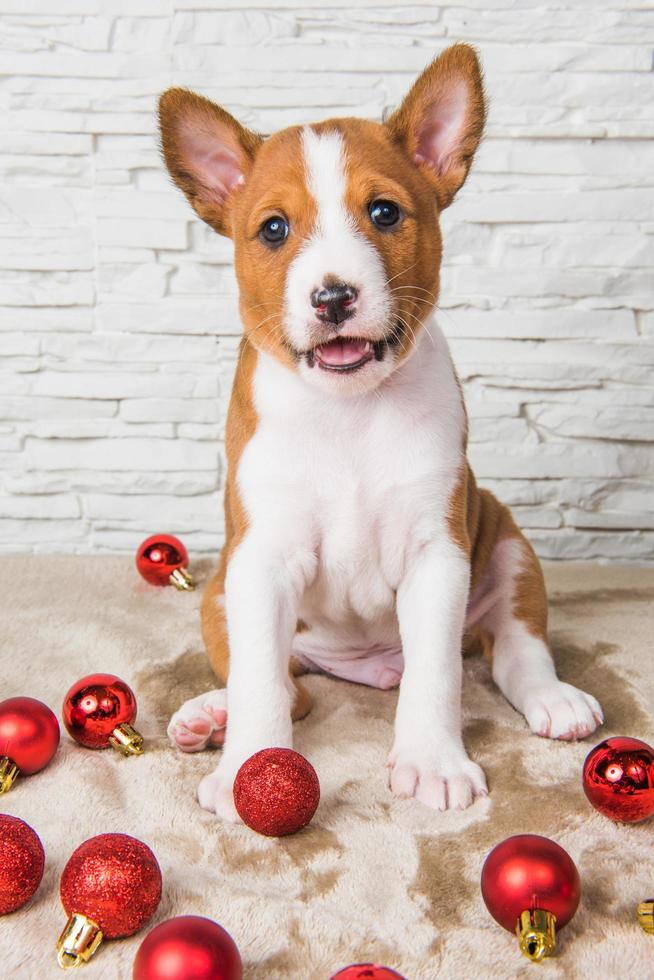 Portrait of Basenji puppy looking at camera with red Christmas ornaments photo