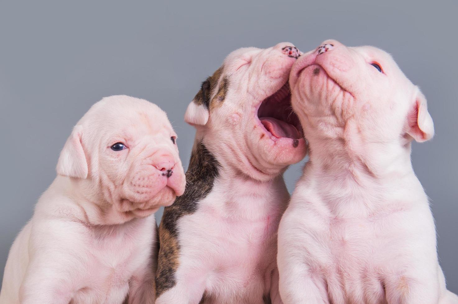 Retrato de tres cachorros de bulldog americano foto