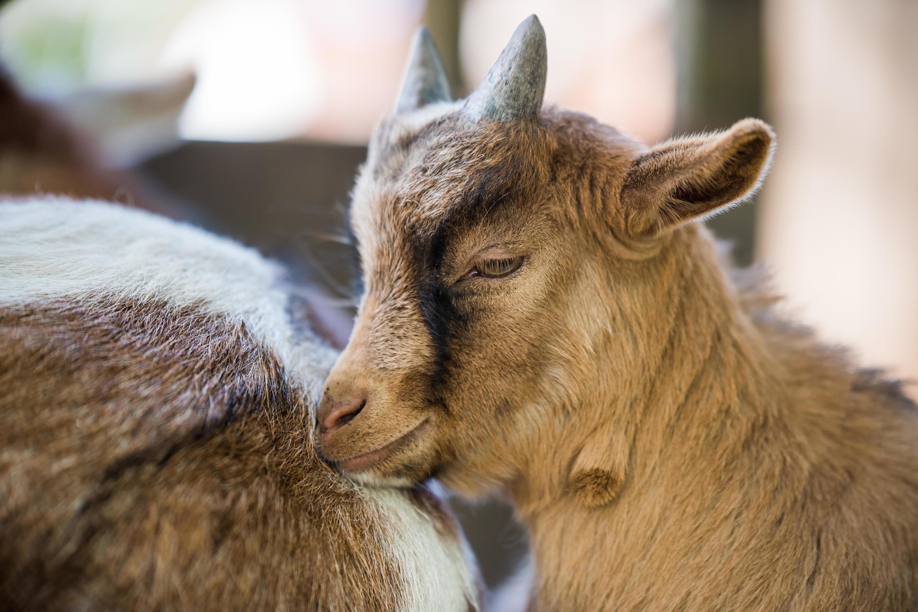 Baby Goat Next To Another Goat Stock Photo At Vecteezy