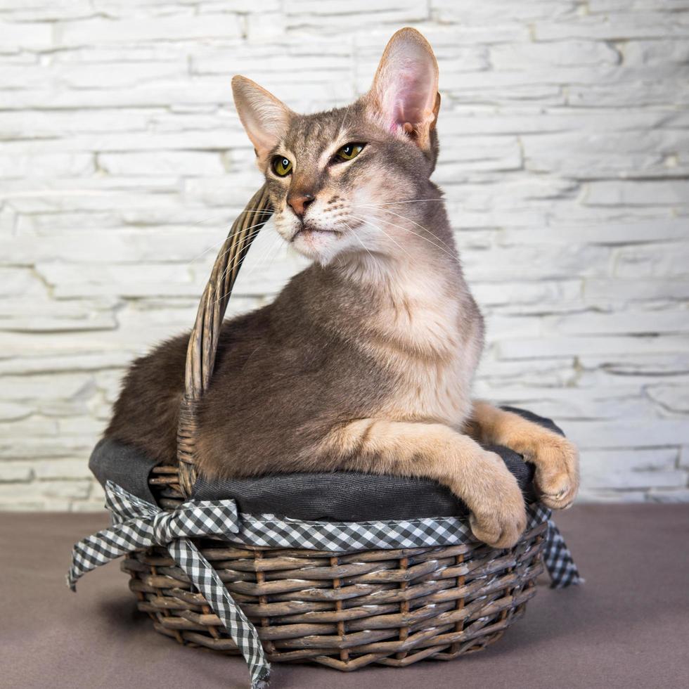 Portrait of Oriental shorthair cat in a basket photo