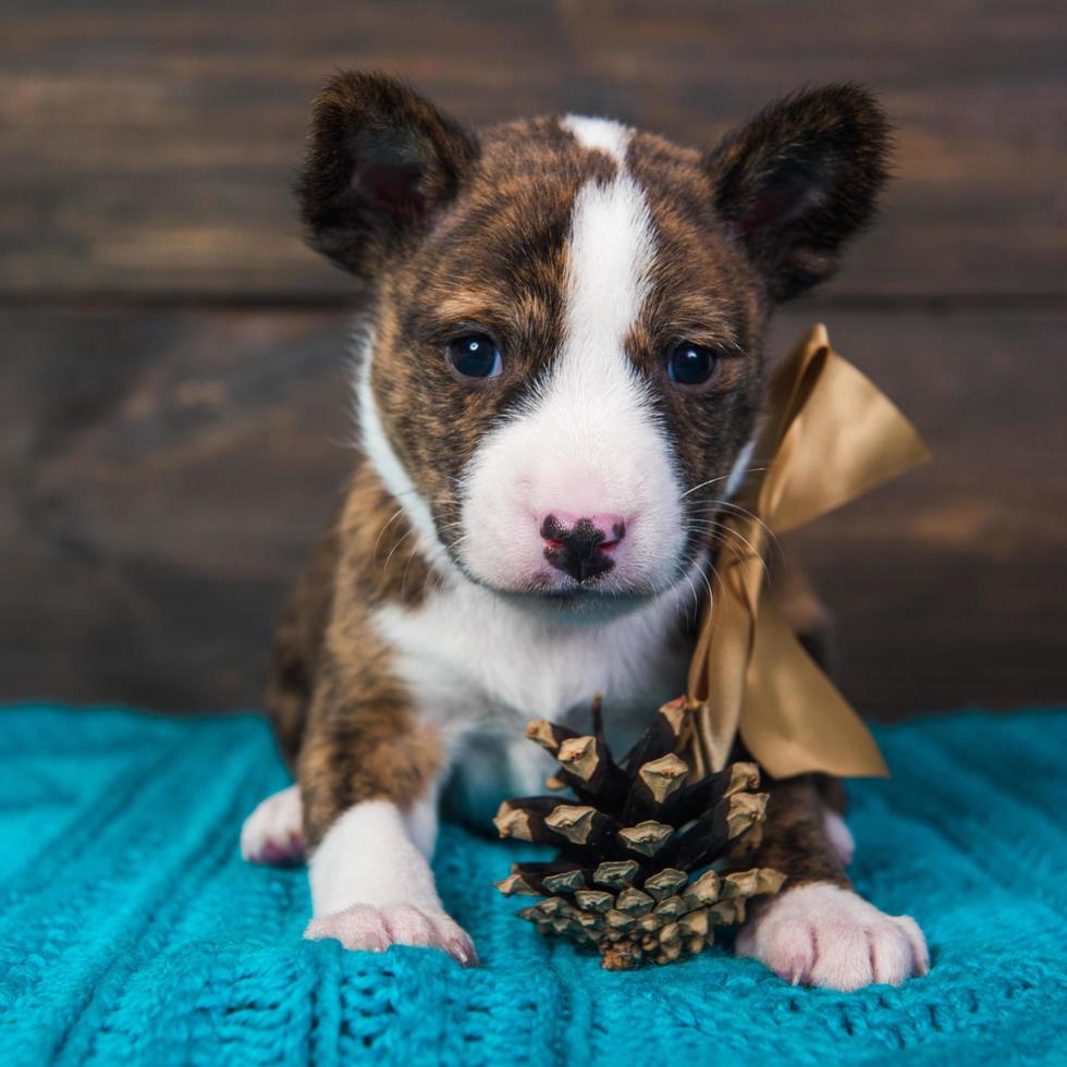 Retrato de cachorro basenji con lazo dorado y cono de pino foto