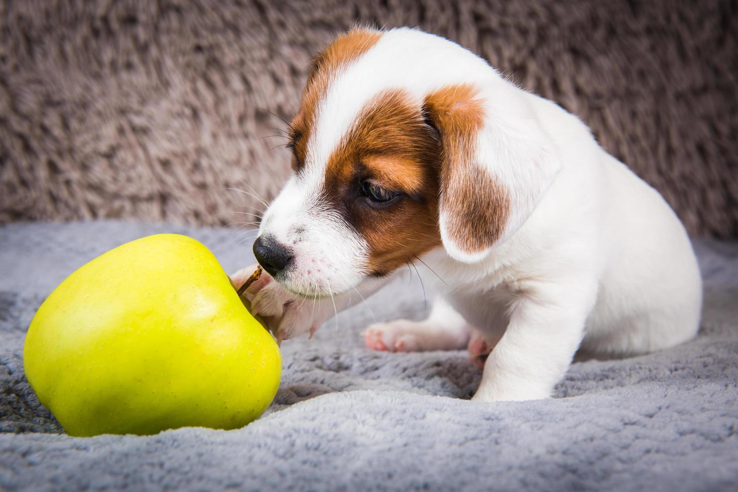 Retrato de cachorro de Jack Russell Terrier con manzana amarilla foto