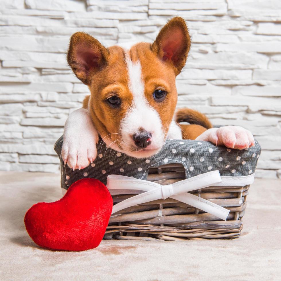 Portrait of basenji puppy in a wicker basket with red heart pillow photo