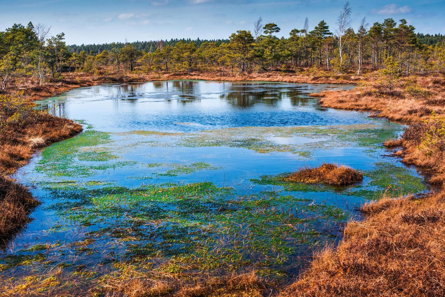 Pantano, árboles y cielo azul nublado en el parque nacional de Kemeri en Letonia foto