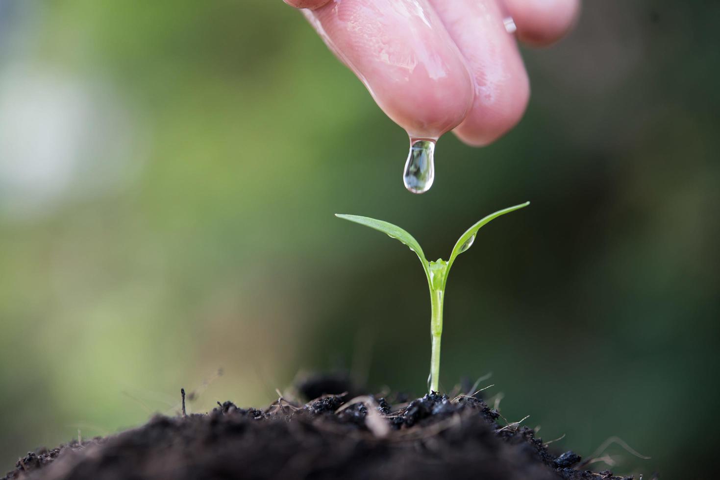 primer plano, de, un, joven, brote, crecer foto