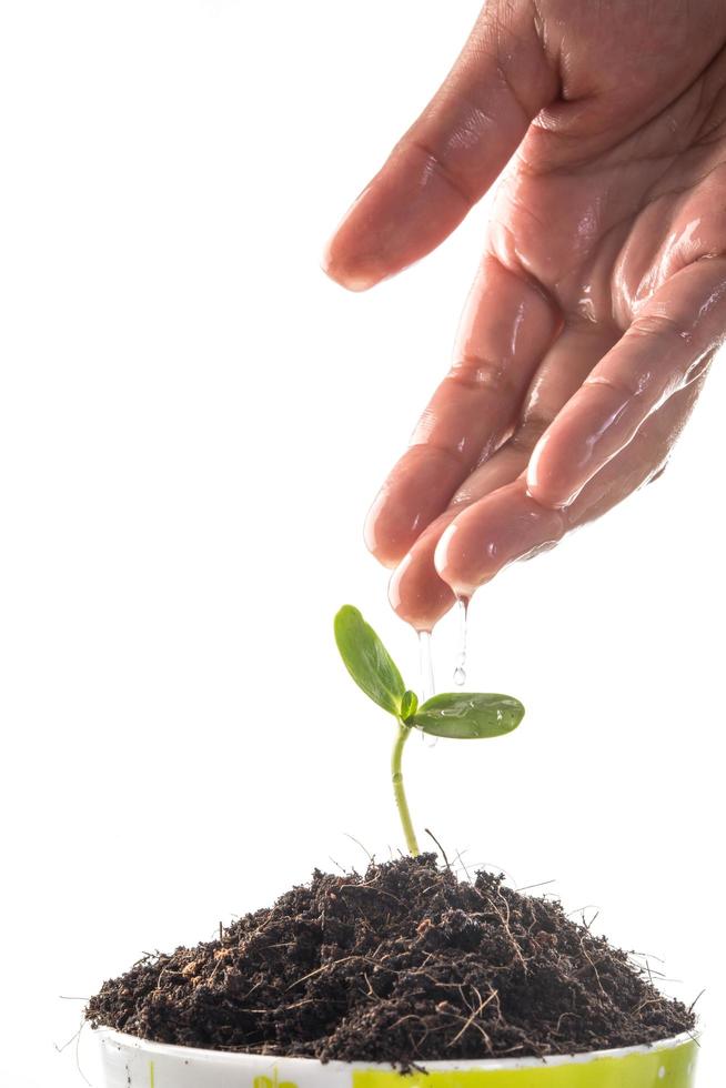 primer plano, de, un, joven, brote, crecer foto