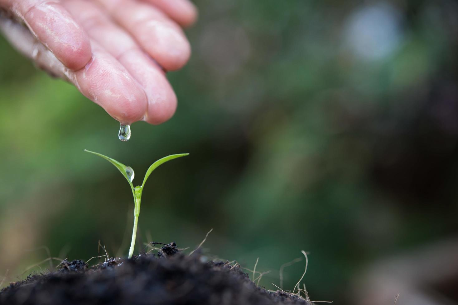 Close-up of a young sprout growing photo