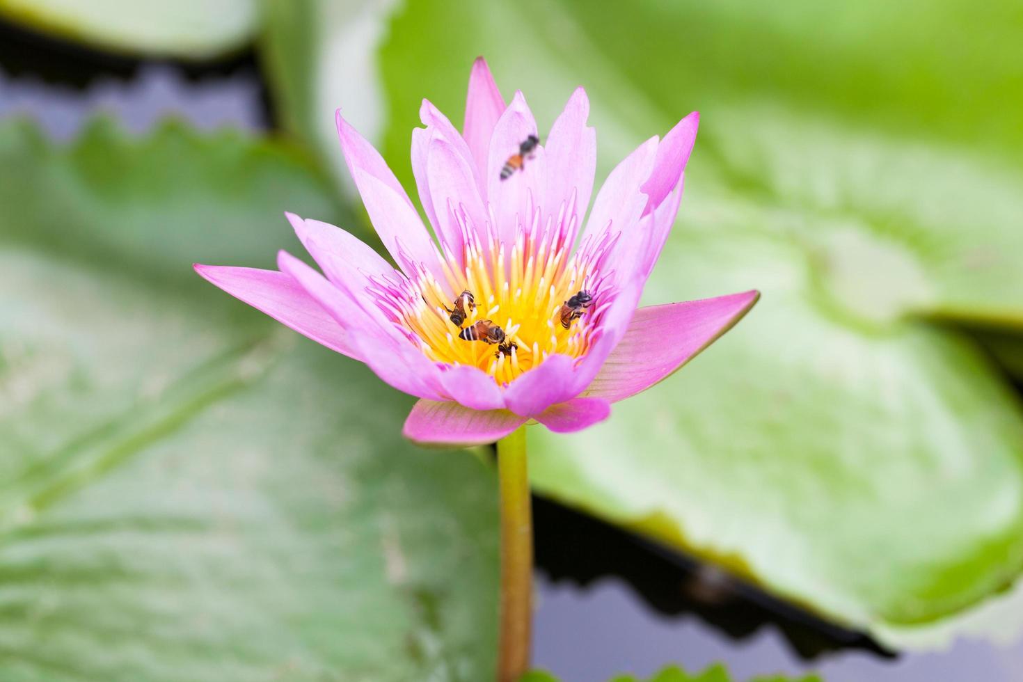 Lotus flower and bees photo