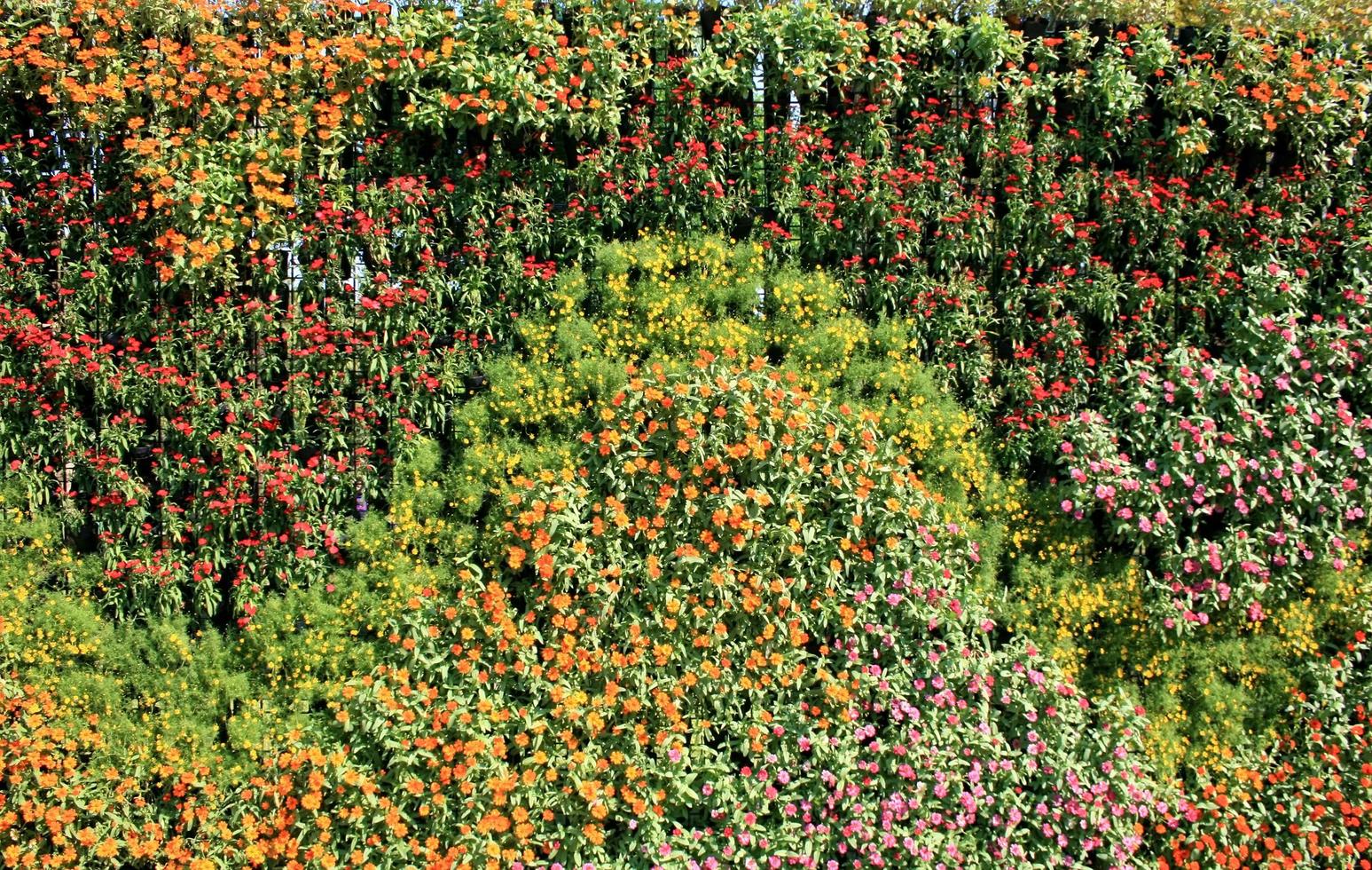 Colorful flower wall photo