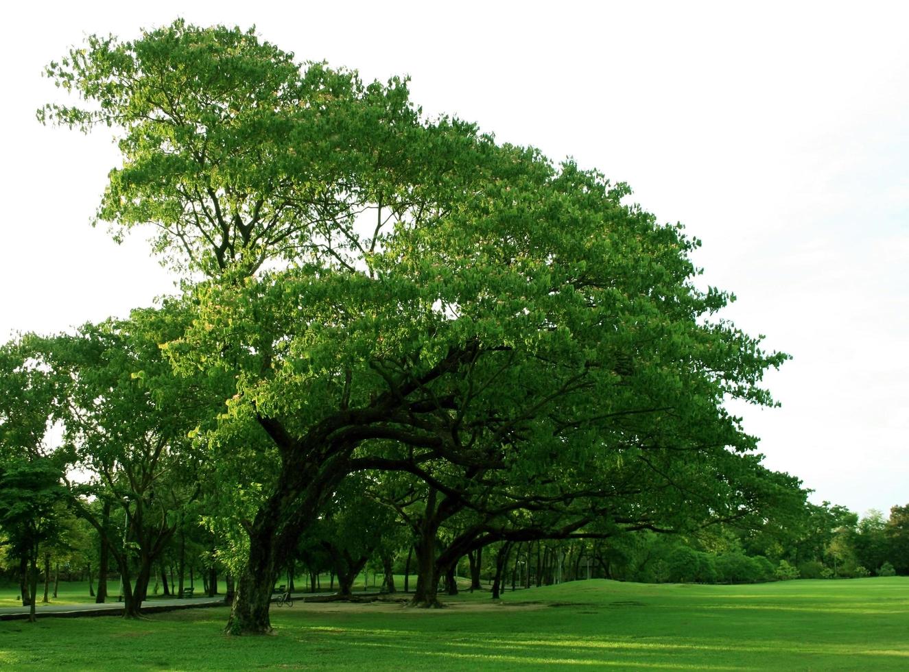 árboles grandes y pasto verde foto