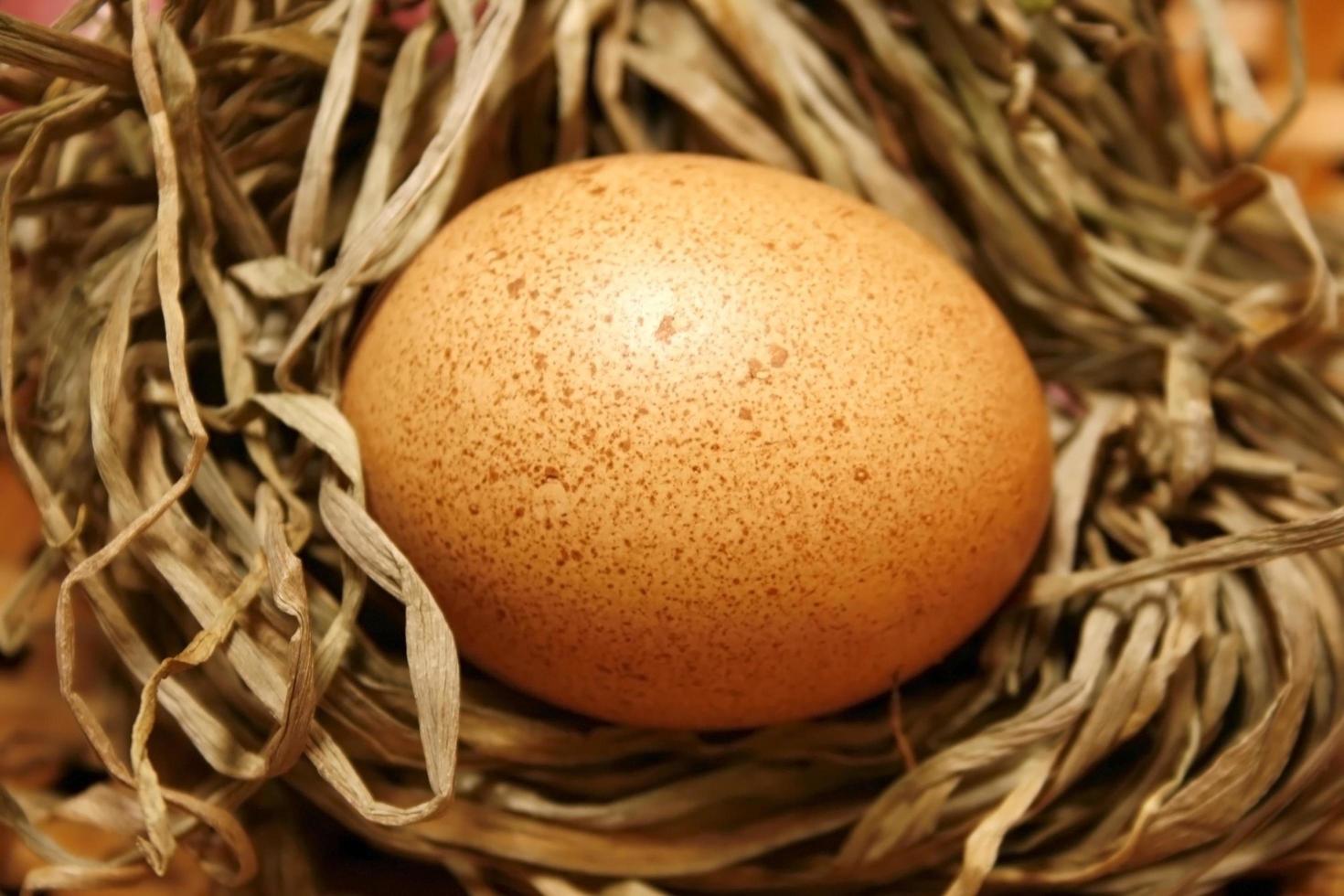 Egg in straw photo