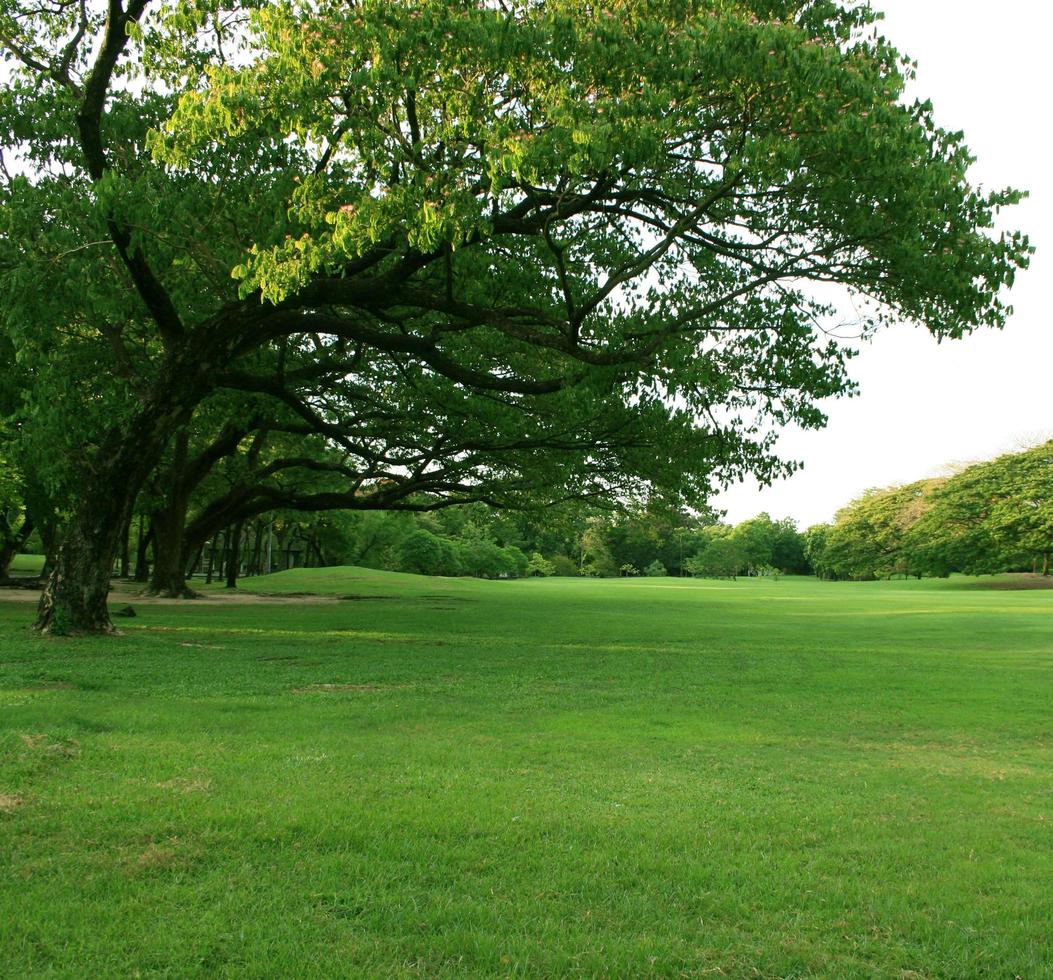 Lush grass and green trees photo